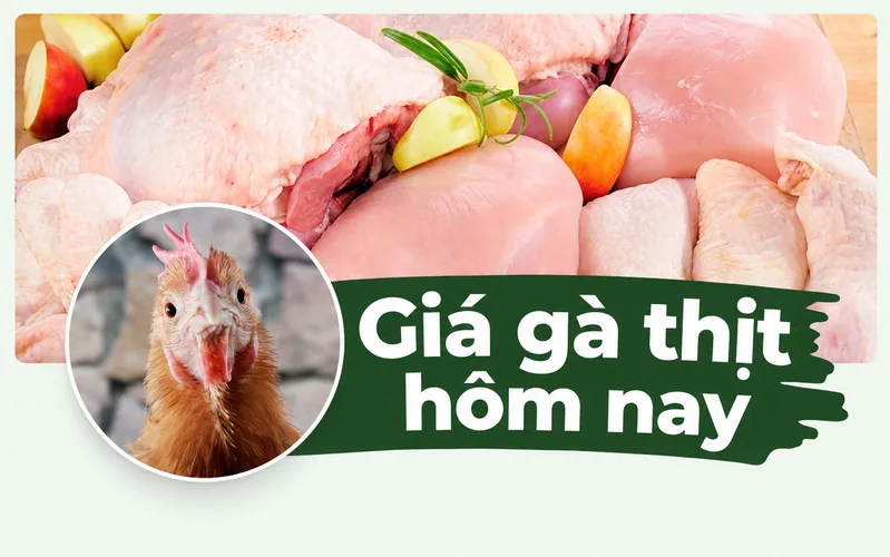Giá gà thịt hôm nay: cập nhật thị trường mới nhất