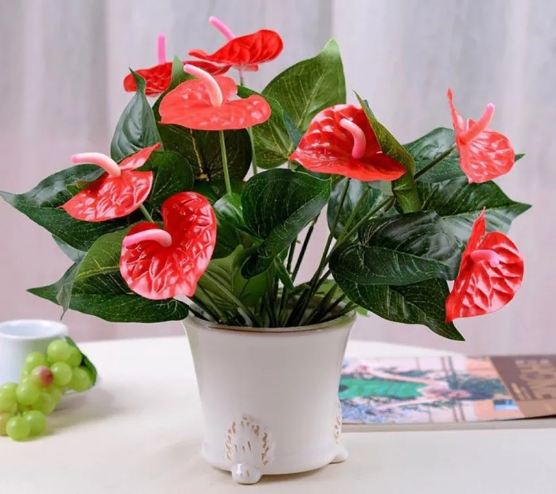 Cây hồng môn với sắc đỏ nổi bật là lựa chọn quen thuộc cho người mệnh Hỏa, tượng trưng cho may mắn, sự ấm áp và nguồn năng lượng tích cực.
