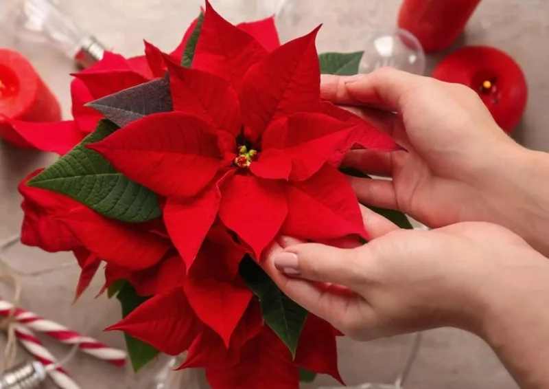 Cây trạng nguyên nổi bật với sắc đỏ rực rỡ, thường được xem là biểu tượng của thành công, danh vọng và tinh thần vươn lên.