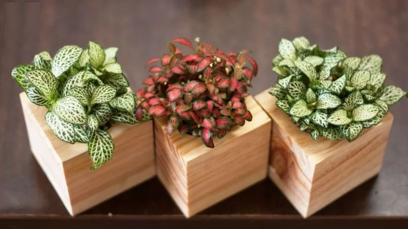 Cây để bàn hợp mệnh Hỏa nên có kích thước nhỏ gọn, dễ chăm sóc và giúp góc làm việc thêm sinh động, tập trung hơn.