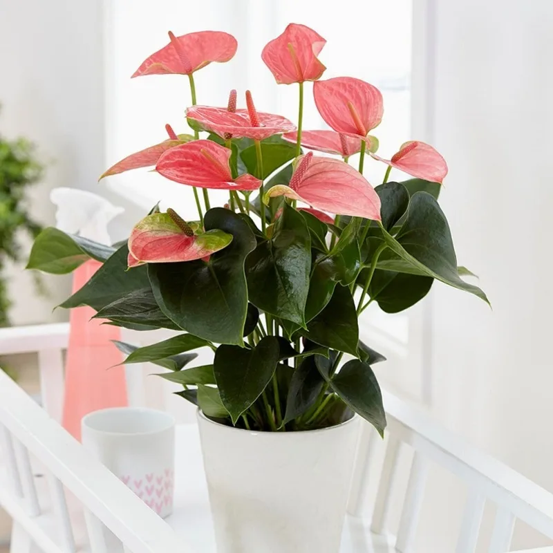 Nữ mệnh Hỏa có thể chọn những loại cây mềm mại, tươi sáng và giàu ý nghĩa may mắn để trang trí bàn làm việc, phòng ngủ hoặc góc thư giãn.