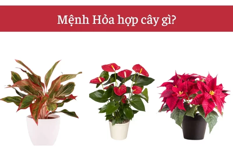 Mệnh Hỏa hợp cây gì để hút tài lộc và năng lượng tốt?