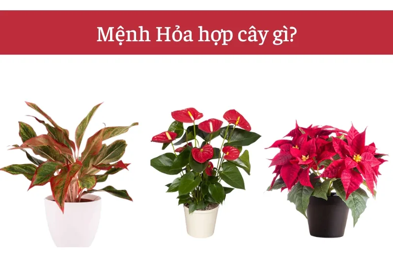 Các loại cây hợp mệnh Hỏa không chỉ làm đẹp không gian sống mà còn được nhiều người lựa chọn vì ý nghĩa may mắn, tài lộc và thịnh vượng.