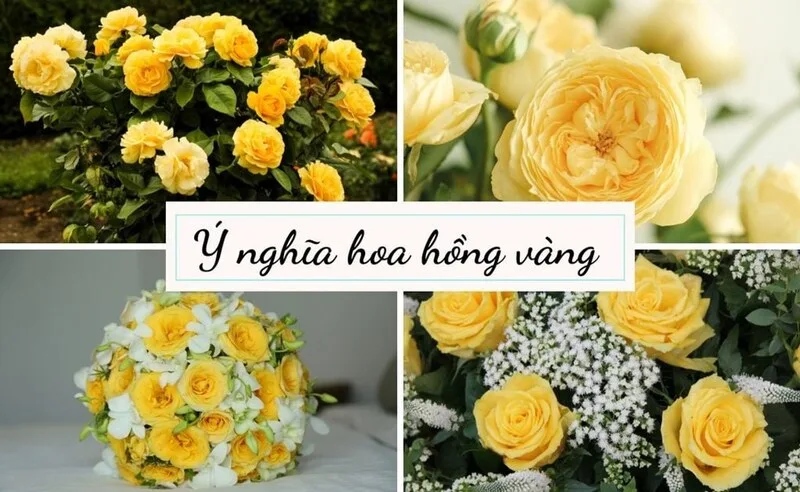 hoa hồng vàng có ý nghĩa gì